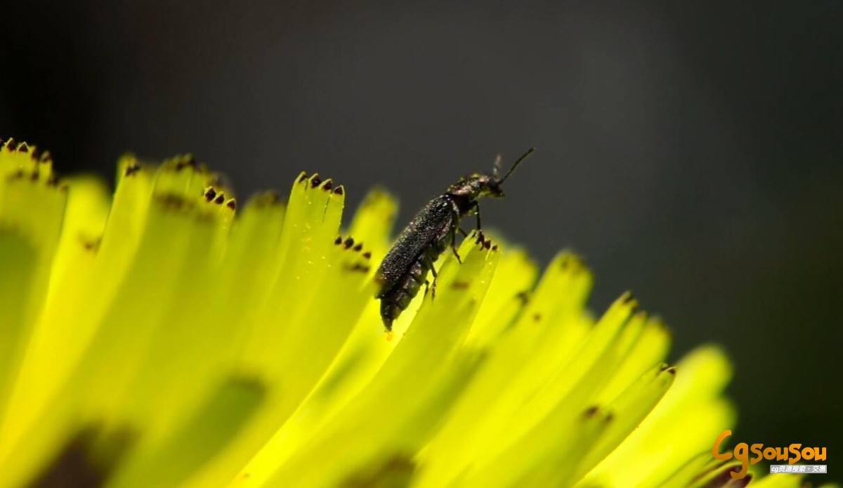 黄色花朵背景昆虫近景实拍视频素材