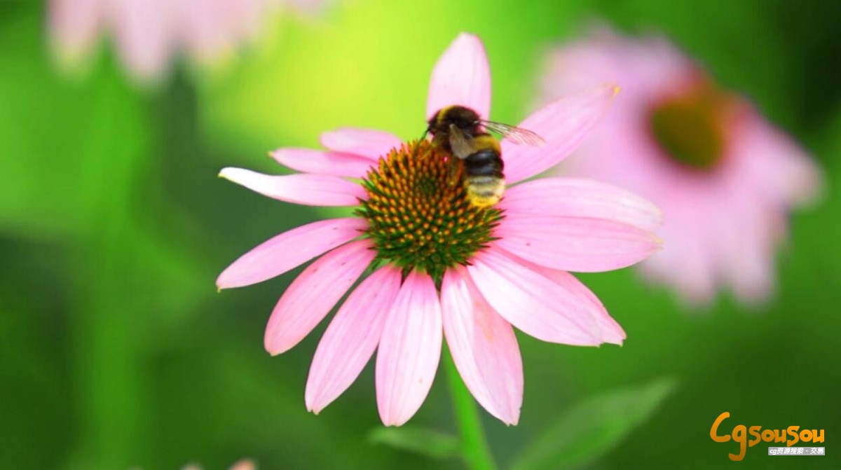 蜜蜂超微距近景实拍视频素材